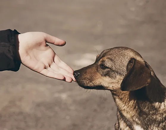 Animal welfare